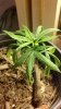 greenhouse superbud.jpg