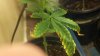 unknown fairly healthy 1b.jpg