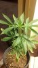 unknown fairly healthy 1c.jpg