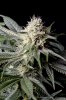 cannabis-cheesequake3-d36-0365.jpg cannabis-cheesequake3-d36-0365.jpg