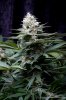 cannabis-cheesequake3-d49-2078.jpg cannabis-cheesequake3-d49-2078.jpg
