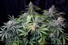 cannabis-cheesequake3-d56-2207.jpg