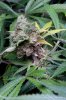 cannabis-cheesequake3-d56-2212.jpg