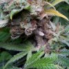 cannabis-cheesequake3-d56-2212x.jpg