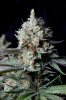 cannabis-cheesequake3-d62-2332.jpg cannabis-cheesequake3-d62-2332.jpg