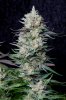cannabis-cheesequake3-d62-2334.jpg cannabis-cheesequake3-d62-2334.jpg
