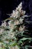 cannabis-cheesequake3-d62-2349.jpg cannabis-cheesequake3-d62-2349.jpg
