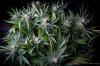 cannabis-cheesequake5-d49-2098.jpg cannabis-cheesequake5-d49-2098.jpg