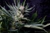 cannabis-cheesequake5-d49-2101.jpg cannabis-cheesequake5-d49-2101.jpg