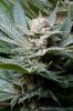 cannabis-cheesequake5-d49-2105.jpg cannabis-cheesequake5-d49-2105.jpg