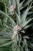 cannabis-cheesequake5-d49-2109.jpg cannabis-cheesequake5-d49-2109.jpg