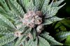 cannabis-cheesequake5-d56-2232.jpg