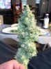 nug.JPG