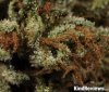 Ghosts-OG-Kush-3-1024x870.jpg Ghosts-OG-Kush-3-1024x870.jpg