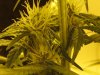 weeds 012.jpg