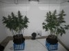 weeds 051.jpg