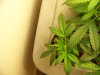 Next Grow I 005.jpg