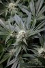 cannabis-plushberry2-d36-0390.jpg