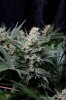 cannabis-plushberry2-d49-2151.jpg