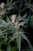 cannabis-plushberry2-d49-2152.jpg