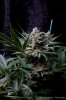 cannabis-plushberry2-d49-2153.jpg
