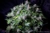 cannabis-plushberry2-d56-2246.jpg