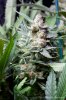 cannabis-plushberry2-d56-2247.jpg