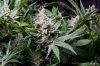 cannabis-plushberry2-d56-2248.jpg