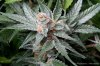 cannabis-plushberry2-d56-2250.jpg cannabis-plushberry2-d56-2250.jpg