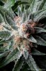 cannabis-plushberry2-d56-2251.jpg