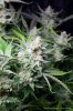 cannabis-plushberry2-d63-2369.jpg
