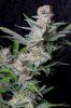 cannabis-plushberry2-d63-2373.jpg