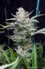 cannabis-plushberry2-d63-2382.jpg