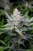 cannabis-plushberry2-d63-2387.jpg