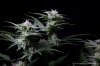cannabis-plushberry3-d36-0382.jpg