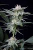 cannabis-plushberry3-d36-0383.jpg