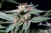 cannabis-plushberry3-d49-2163.jpg