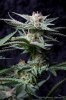 cannabis-plushberry3-d49-2165.jpg
