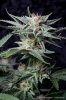 cannabis-plushberry3-d49-2166.jpg