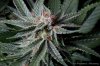 cannabis-plushberry3-d49-2168.jpg