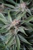 cannabis-plushberry3-d49-2170.jpg cannabis-plushberry3-d49-2170.jpg