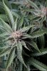 cannabis-plushberry3-d49-2172.jpg