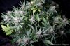 cannabis-plushberry3-d56-2254.jpg