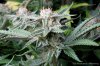cannabis-plushberry3-d56-2256.jpg