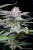 cannabis-plushberry3-d56-2257.jpg