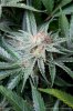 cannabis-plushberry3-d56-2258.jpg