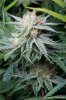 cannabis-plushberry3-d56-2260.jpg