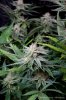 cannabis-plushberry3-d56-2261.jpg