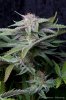cannabis-plushberry3-d63-2389.jpg