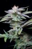cannabis-plushberry3-d63-2390.jpg